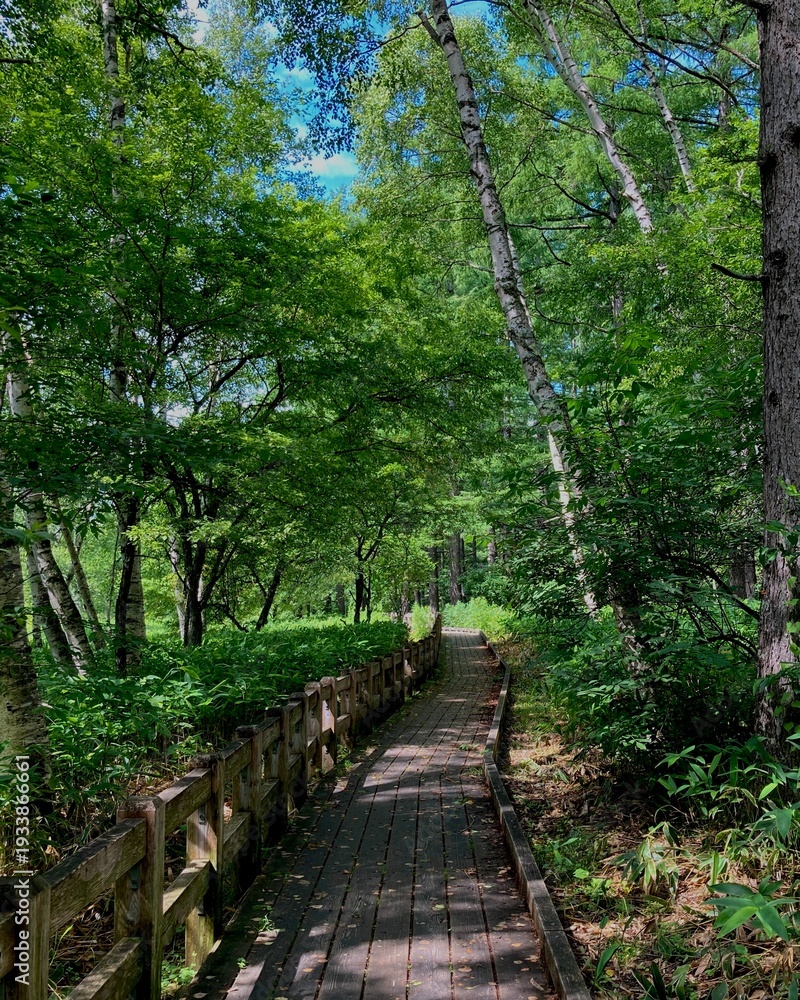 Obraz premium 戦場ヶ原 新緑と木道 (日本 栃木県日光市)
