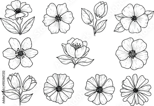Collection of hand-drawn flowers and buds in various stages of bloom, illustrations, black lines on plain background, viewed from directly above
