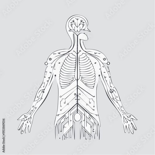 Detailed anatomical illustration of a human body with exposed skeletal and nervous systems on a light gray background.