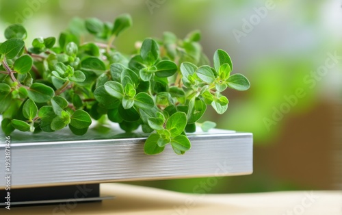 Fresh Oregano Leaves on Digital Scale in Natural Light