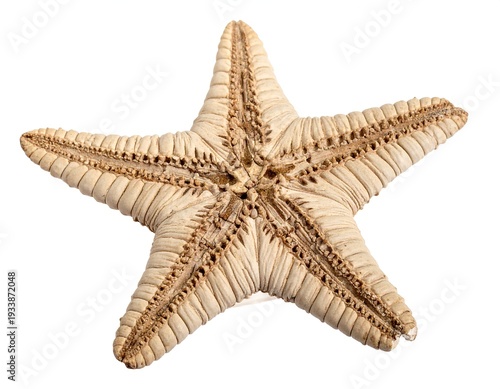 A tan starfish showing texture with central detail, isolated on a white background, casting slight shadow