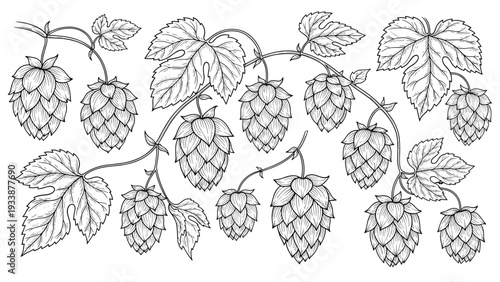 Detailed black and white botanical illustration of organic hop cones and leaves growing on a vine for brewery.