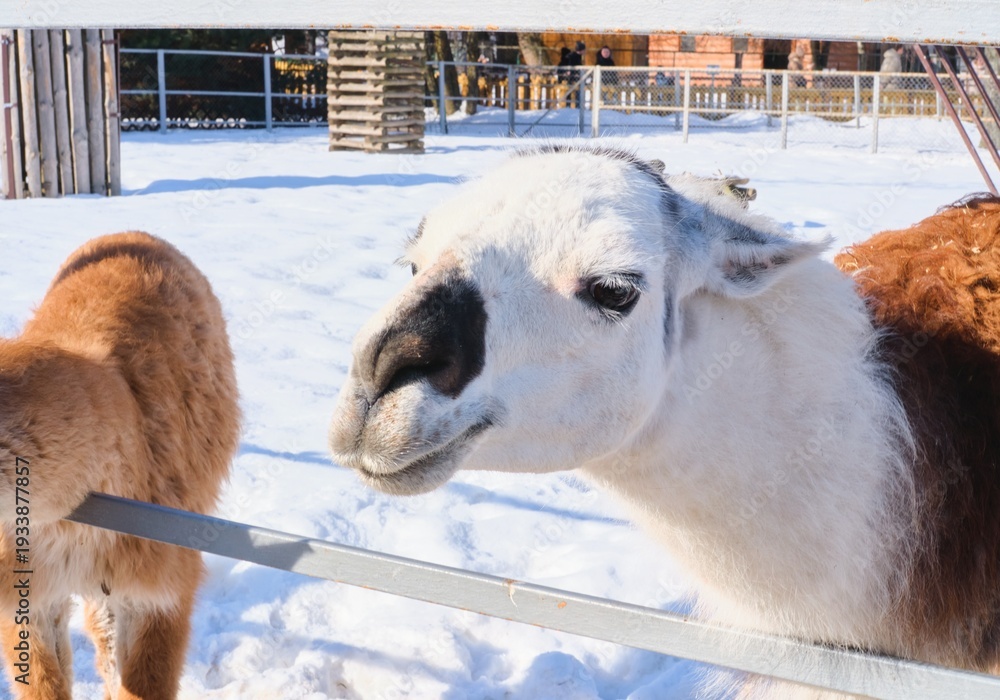 Obraz premium A white llama in an open-air enclosure at a zoo in winter.