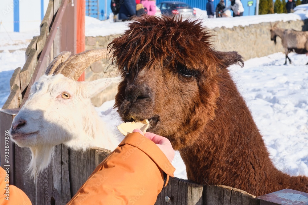 Obraz premium A brown alpaca in an outdoor enclosure at a zoo in winter accepts treats from visitors.