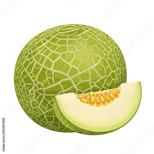 Round honeydew melon with a slice, light green, and netted pattern; illustration