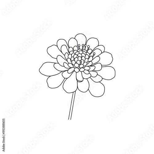 Delicate white flower with layered petals, centrally focused on a stark black background