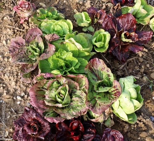 Wallpaper Mural Different varieties of radicchio growing together in a field in North Italy.  Torontodigital.ca