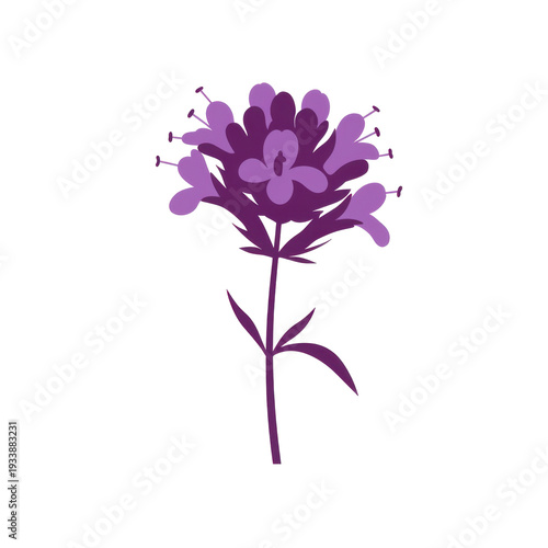 Stylized purple flower with delicate petals and prominent stamens illustration isolated on white background