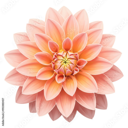 Exquisite dahlia bloom a detailed close-up of peach and orange petals isolated on white background