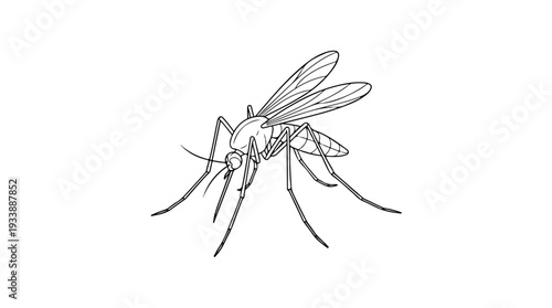 Detailed Line Drawing of a Mosquito Insect.
