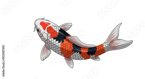 Colorful Koi Fish Swimming Gracefully in Clear Water