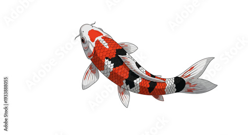 Koi Fish Swimming, Japanese Carp, Red White Black