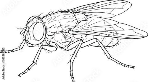 Detailed black and white line drawing of a housefly.