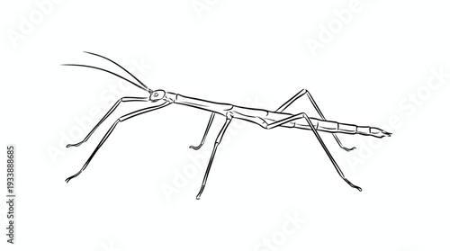 Detailed Line Drawing of a Stick Insect on a White Background.