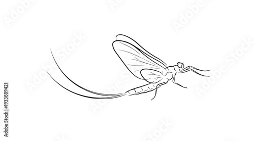 Sketch of a delicate mayfly in flight with long tail streamers.