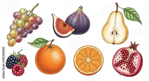 Hand Drawn Watercolor Fruit Collection Set – Grapes, Fig, Pear, Orange, Pomegranate, Berries Vintage Botanical Illustration Isolated