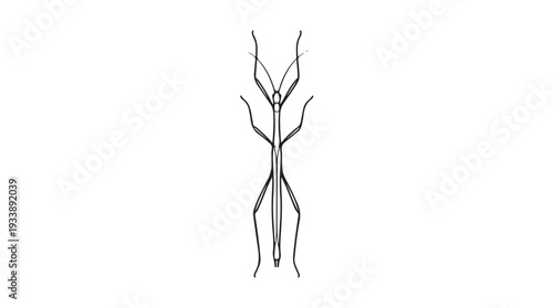Detailed Line Drawing of a Stick Insect in Vertical Orientation.