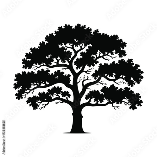 Silhouette of a large deciduous tree with spreading branches against a white background vector illustration