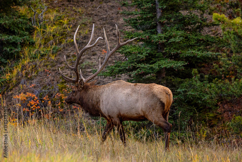 Wallpaper Mural Bull Elk in Jasper National Park. Torontodigital.ca