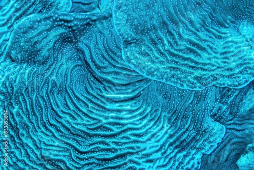 Organic texture of  Whitestar Sheet Coral - Agaricia lamarcki. Hard coral as an abstract background