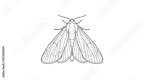 Detailed line drawing of a moth with spread wings on a white background.