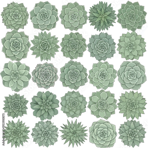 A collection of twenty assorted succulent plants arranged in four rows on a clean background