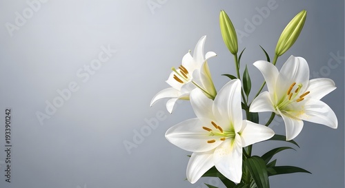 A bouquet of white lilies against a gray background with buds and green leaves