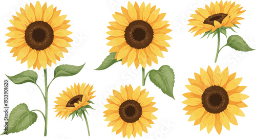 A bright set of yellow sunflower blossoms and petals isolated on a white background evokes a sunny summer garden and the natural beauty of a blooming floral field in spring