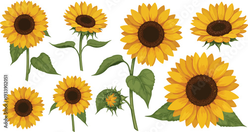 A bright yellow blooming sunflower plant with green leaves and vibrant petals isolated on a white background for a beautiful floral summer nature bouquet