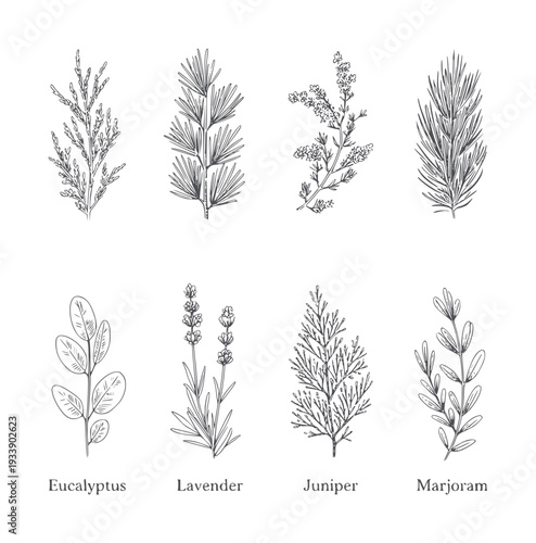 Black and white botanical of eucalyptus lavender juniper marjoram