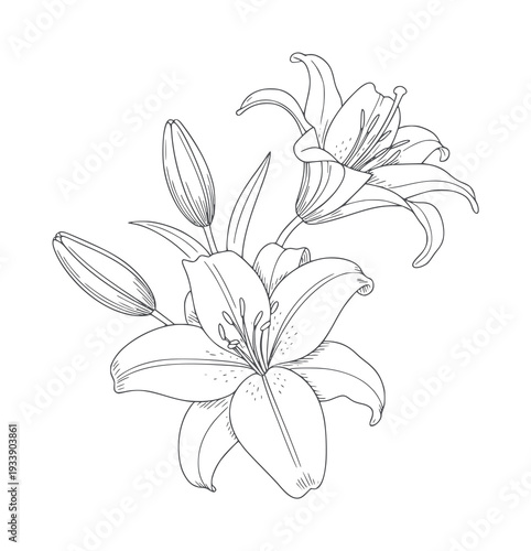 Delicate line of white lily flowers and buds bloom petal