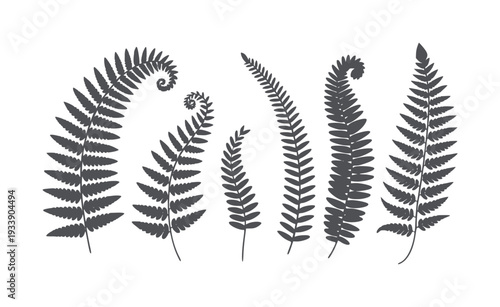 Six dark grey fern fronds in various unfurling stages white leaf plant nature
