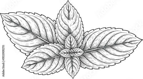 Intricate black and white botanical leaf cluster illustration with detailed veins, symmetrical design, nature-inspired artwork perfect for educational, decorative, and artistic vector stock use