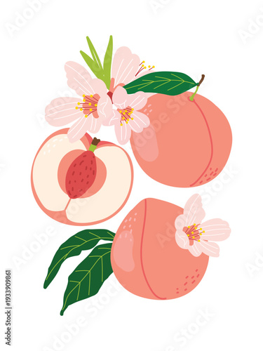 Illustration of peaches and pink peach blossoms