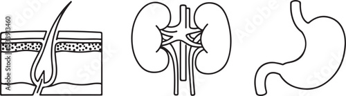 Human Organs and Skin Layer Icons: Stomach Kidneys and Hair Follicle Isolated on white background
