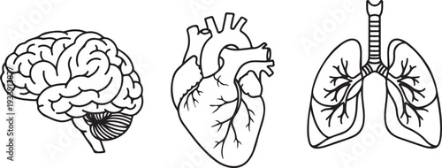 Human Organs Icons: Brain Heart and Lungs Vector Illustration Isolated on white background