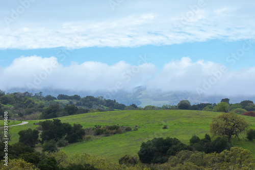 Rolling green hills dotted with trees stretch into the distance, partially covered by low, misty clouds. Arastradero Preserve, Santa Clara County, California.