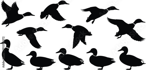 Duck silhouette illustration showing flying and standing poses, wildlife bird vector art, nature concept, animal behavior, hunting, and outdoor design collection.