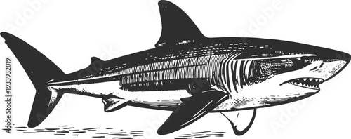 Great white shark illustration swimming underwater with detailed fin and sharp teeth