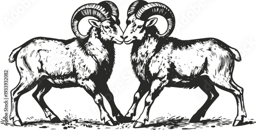 Two rams butting heads, detailed black and white illustration of fighting mountain goats with large curved horns