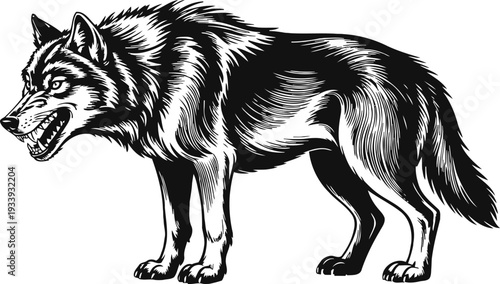 Fierce snarling wolf standing in aggressive posture with detailed fur texture illustration