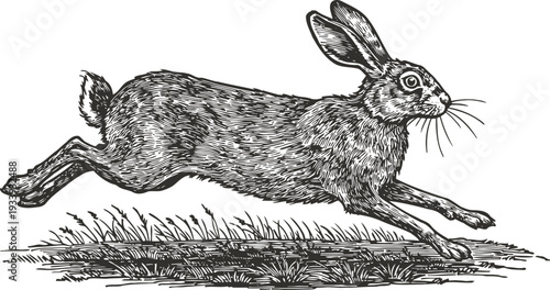Black and white vintage engraving of a hare running fast across grassy terrain