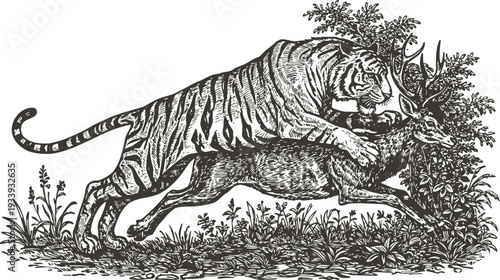 Vintage engraving of a tiger attacking a deer in forest foliage with detailed line art