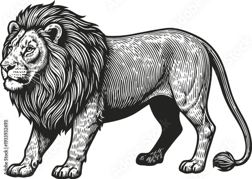 Detailed black and white drawing of a majestic lion with full mane standing sideways