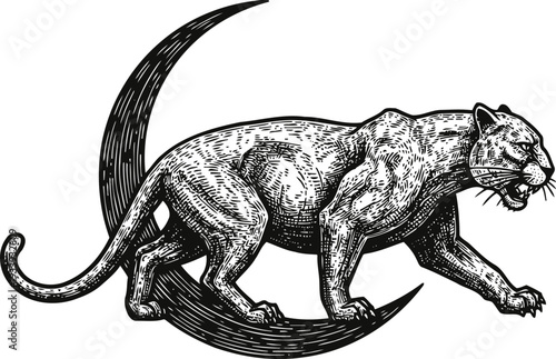 Black panther walking over crescent moon hand drawn wild cat illustration in graphic night animal concept