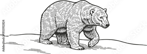 Detailed illustration of a walking grizzly bear on uneven ground, wildlife nature sketch