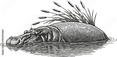 Vintage hippopotamus partially submerged in water with reeds in the background illustration