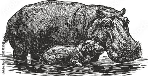 Mother and baby hippopotamus standing in water detailed black and white engraving illustration of hippos in natural habitat