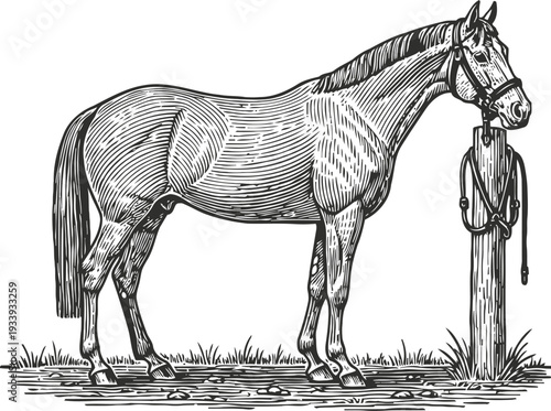 Detailed vintage engraving of a standing horse tied to a post in natural surroundings