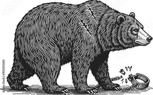Wild brown bear walking with broken pot near paws, forest animal in nature, monochrome engraving illustration